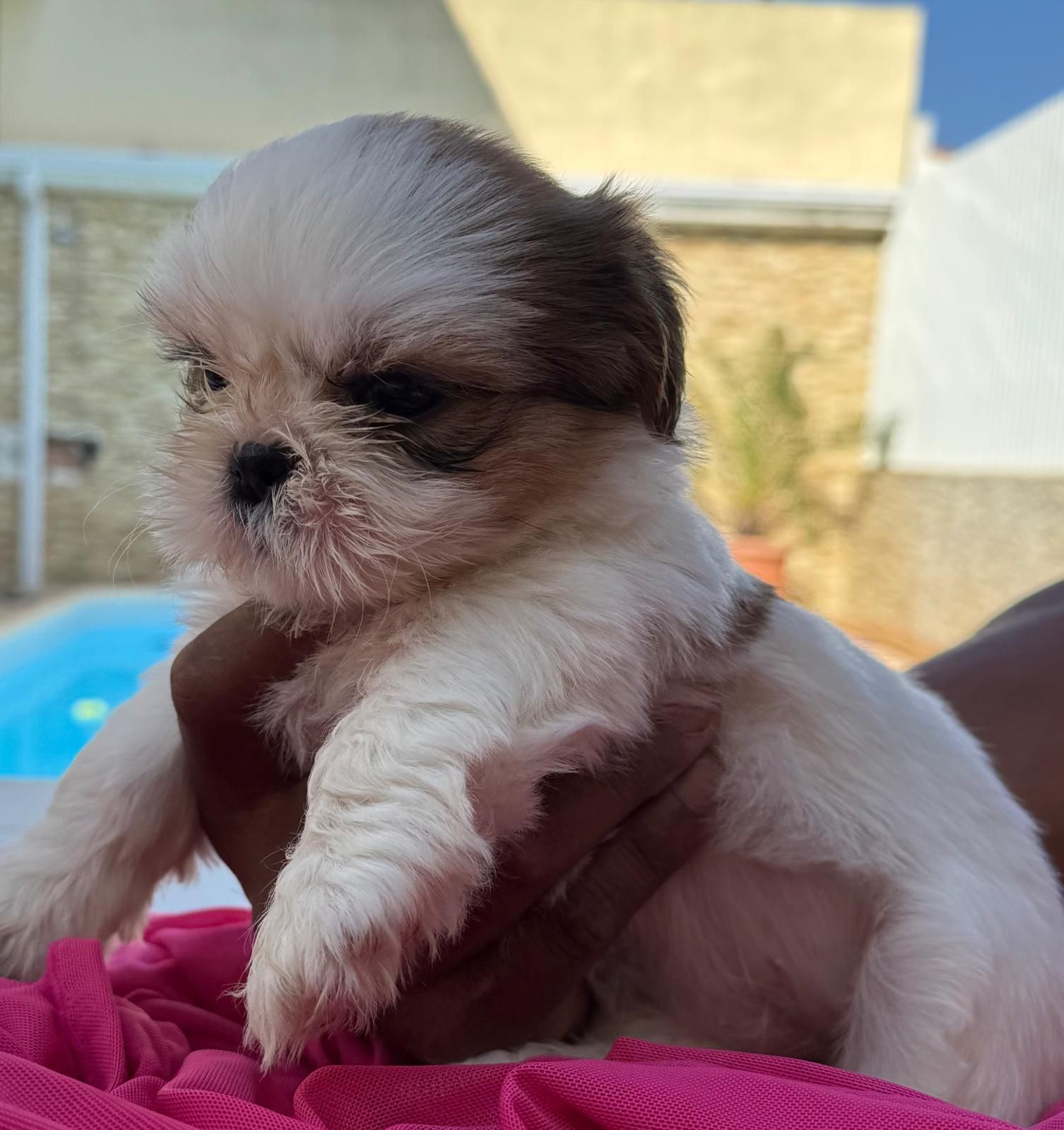 Linda cachorrinho shih tzu,vacinado e desparasitada