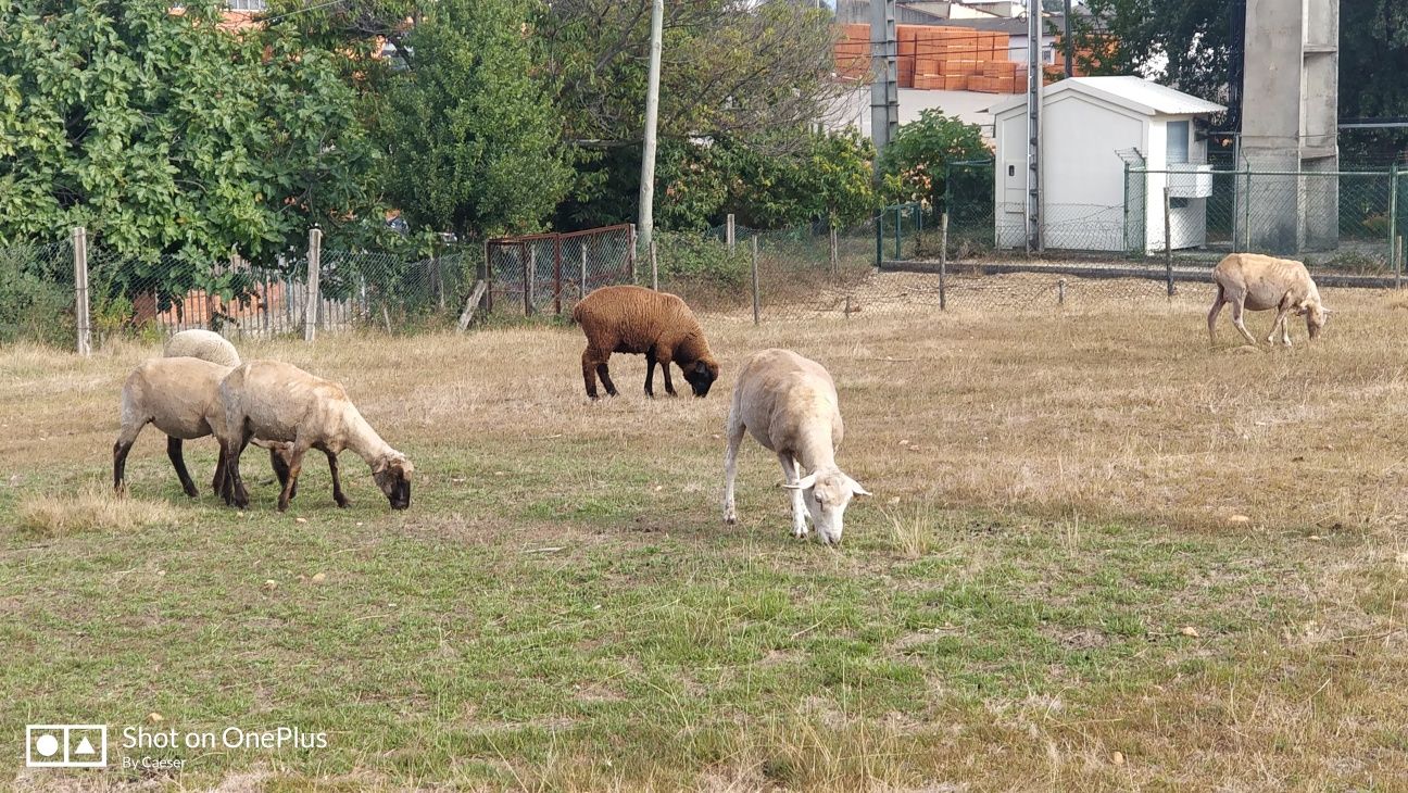 Borregas novas de qualidade