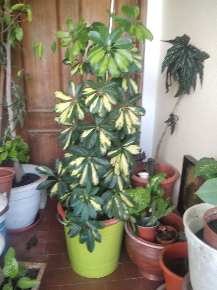 Floresm naturais vários tamanhos interior