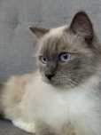 Kocur ragdoll kot IVO