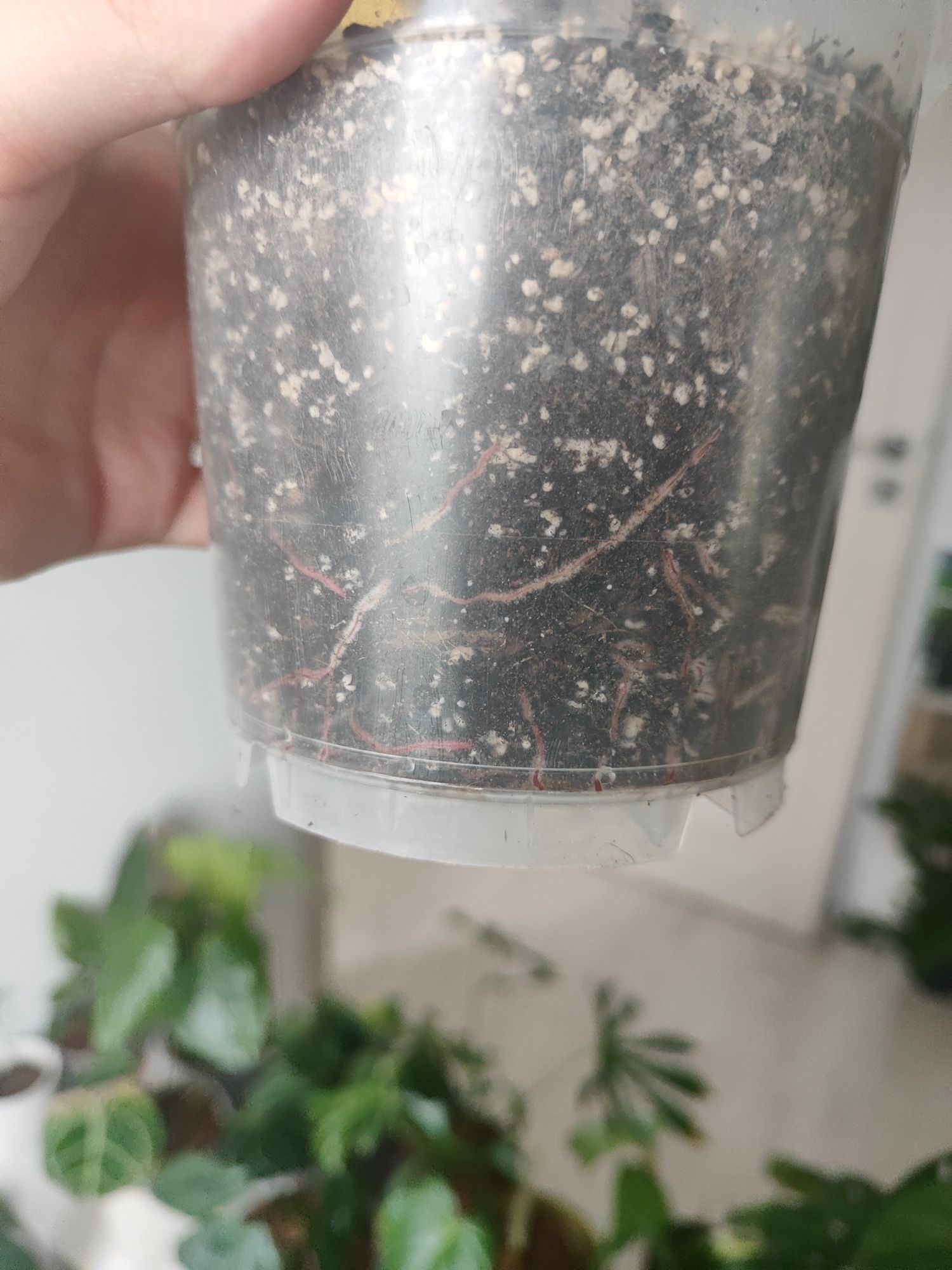 Philodendron Congo Red