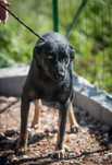Ziva- cachorra de porte médio para adoção