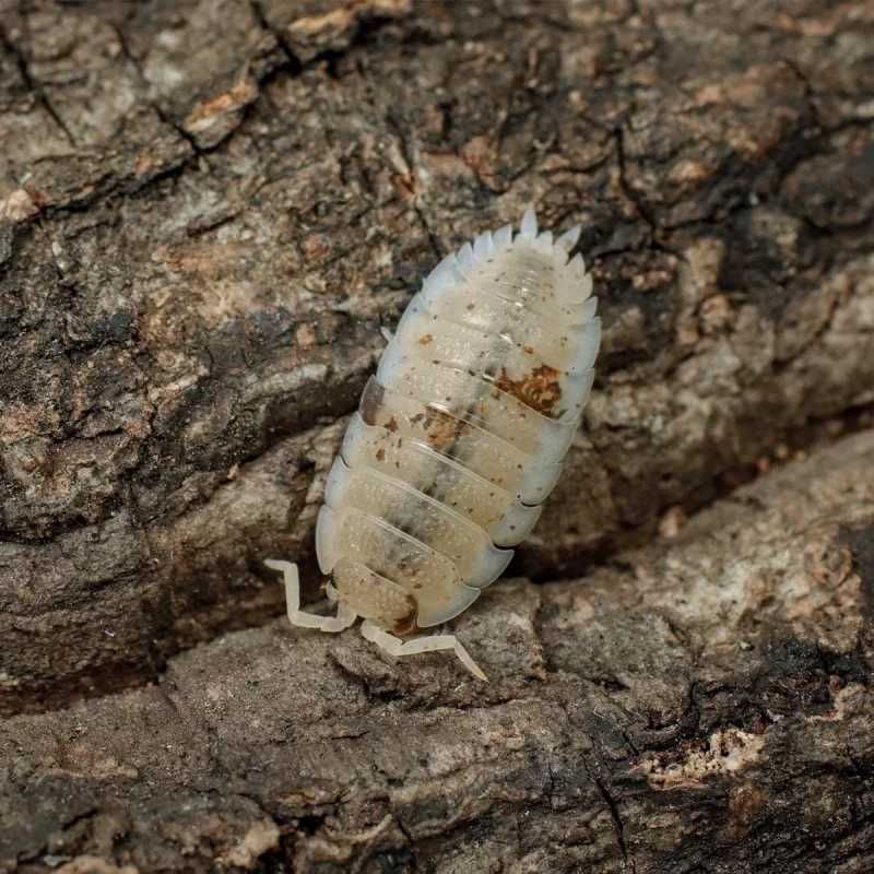 Porcellio Scaber Orange Dalmatian