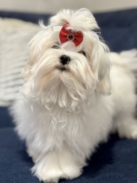 Maltańczyk suczka rodowód ZKwP FCI