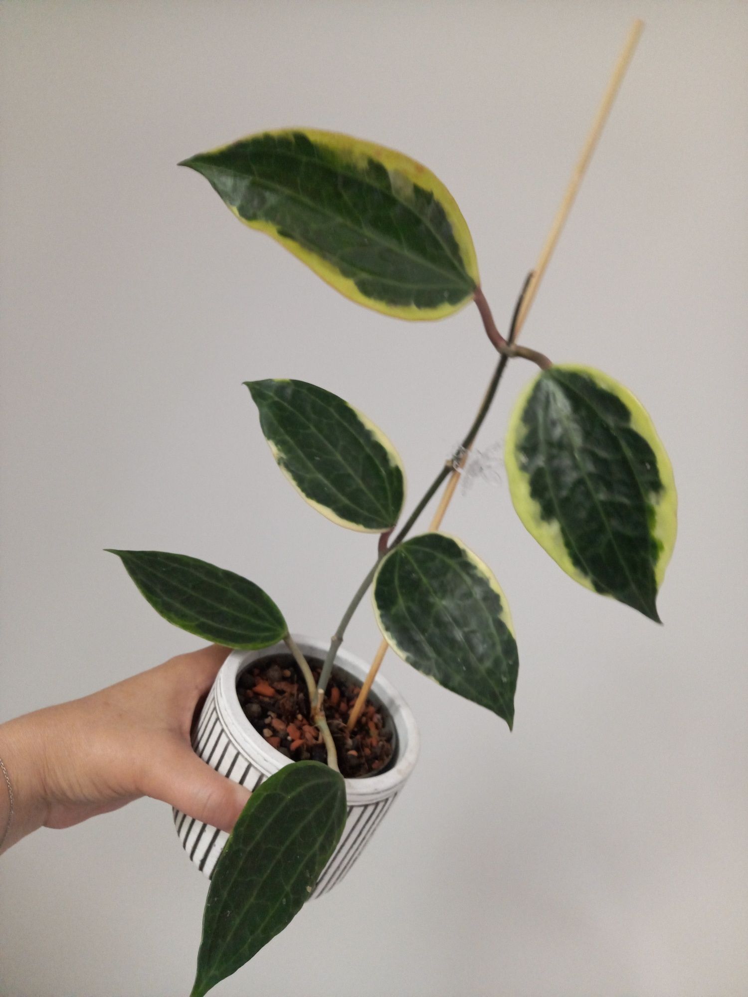Hoya Macrophylla Albomarginata
