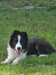 Border Collie chłopiec ZKwP