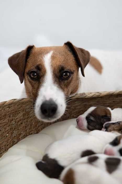 Jack Russell Terrier FCI - szczeniak