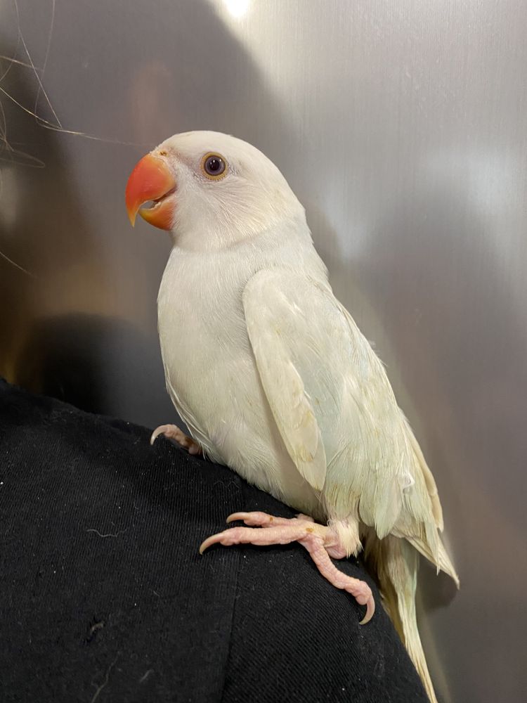 Белый ожеррловый попугай облачко - ручной попугай