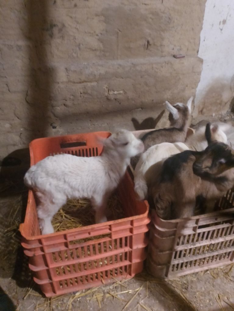 Продам Вівці, Овечки, Кози, Козенята