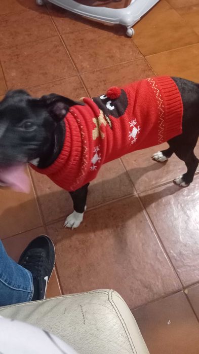 Becas pretinha linda