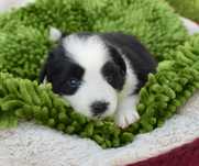 Suczka BORDER COLLIE ZkwP/FCI czarno biała