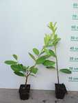 Laurowiśnia doniczka p9 Rotundifolia 40 cm - 60 cm. Wysyłka