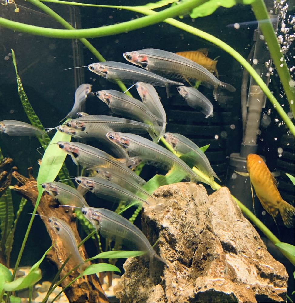 Sum  Szklisty -Kryptopterus Minor