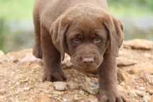 Labrador Retriever com Lop e Afixo