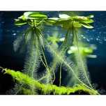 Limnobium laevigatum planta flutuante