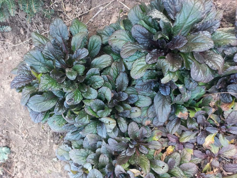 Живучка зелено-коричнева, фіолетова та варієгатна