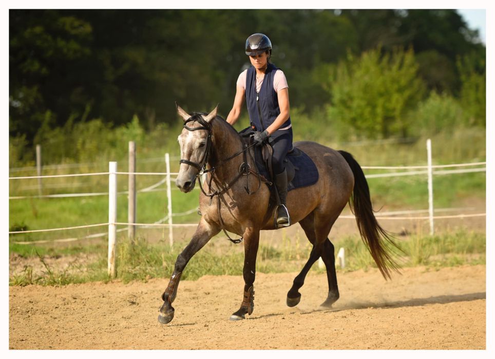 Przyszłościowy wałach małopolski do sportu