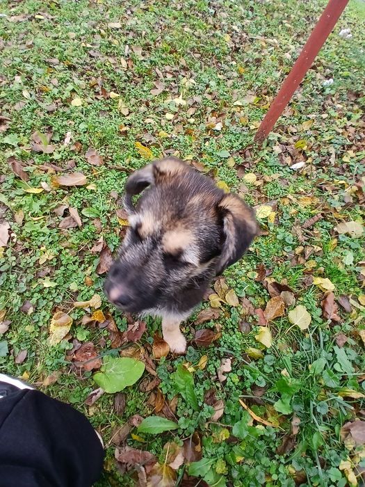 Щенятко німецький  вівчар