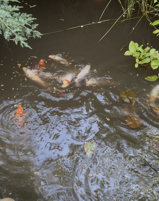 Коропи Коі японські кольорові