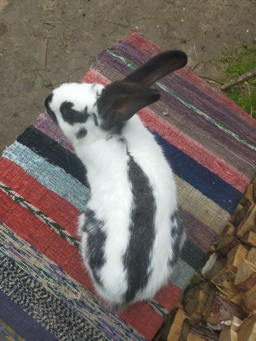 Кролі на плем'я Строкачі. Кролики, молодняк,кітні самки, робочі самці