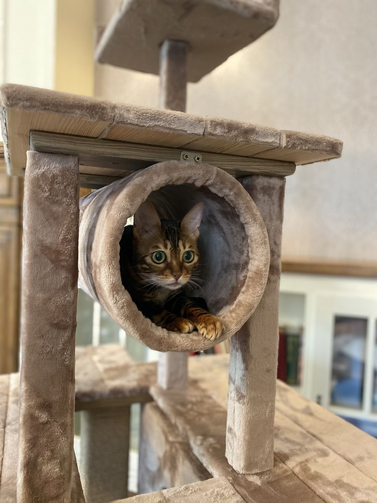 Продам домик для кота, кошки. Качественные кошачьи домики