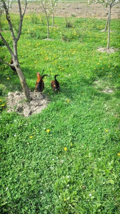 Продам когутів і курчат -бентамки