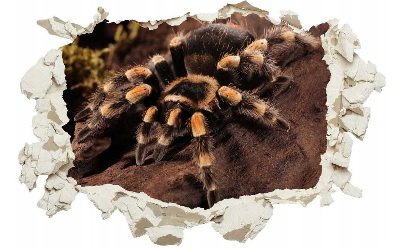 Fototapeta 3D Dziura Ścienna Pająk Ptasznik
