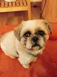 Shih Tzu – 5anos – procura nova família