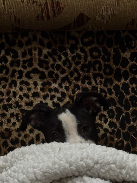 Шукаю дом або квартиру у м. Сарни Рівеньска область