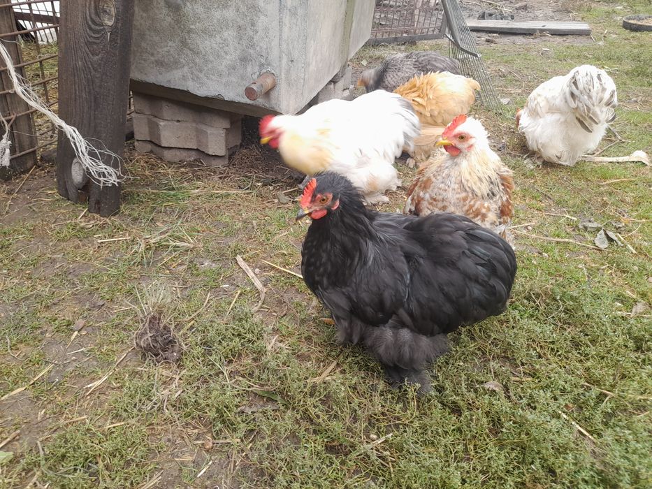 Szukają nowego domu