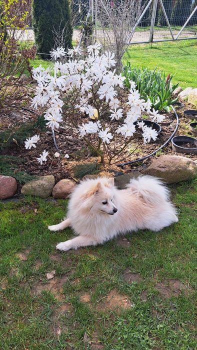 Oddam pieska w dobre ręce