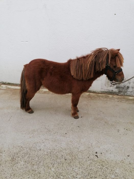 Pónei macho montado e engatado