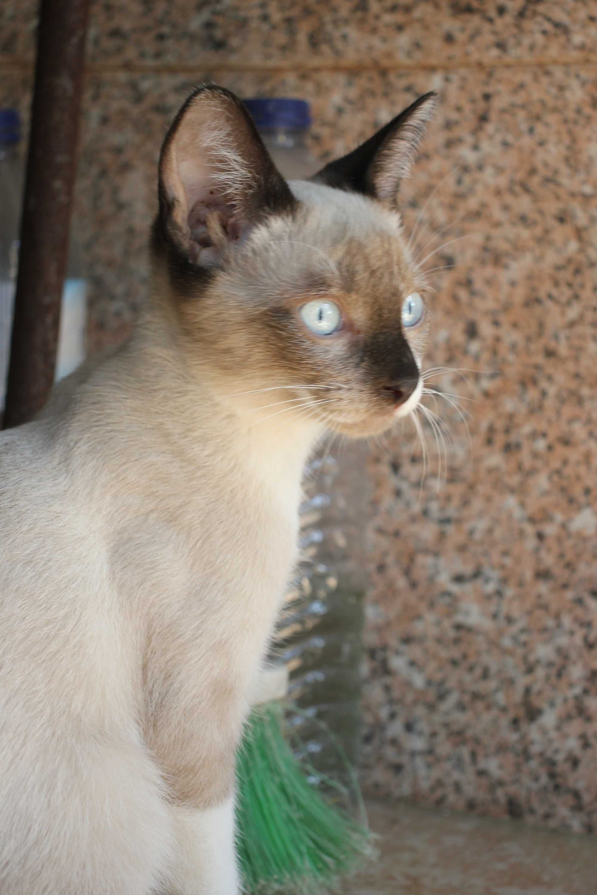 MACHO | Gatinho de olhos azuis e com a 1.a vacina para adoção