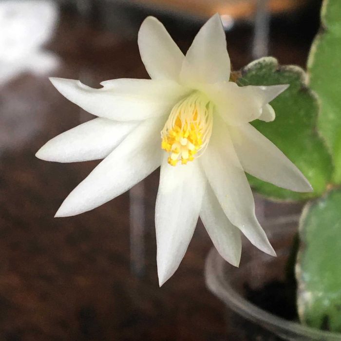 Kaktus wielkanocny Rhipsalidopsis wielkanocnik 3 kolory