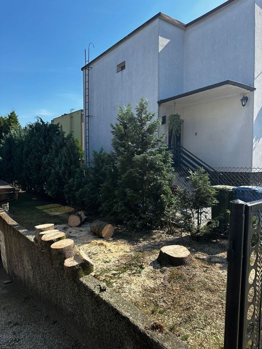 Wycinka drzew i krzewów. Metodą alpinistyczną i tradycyjną