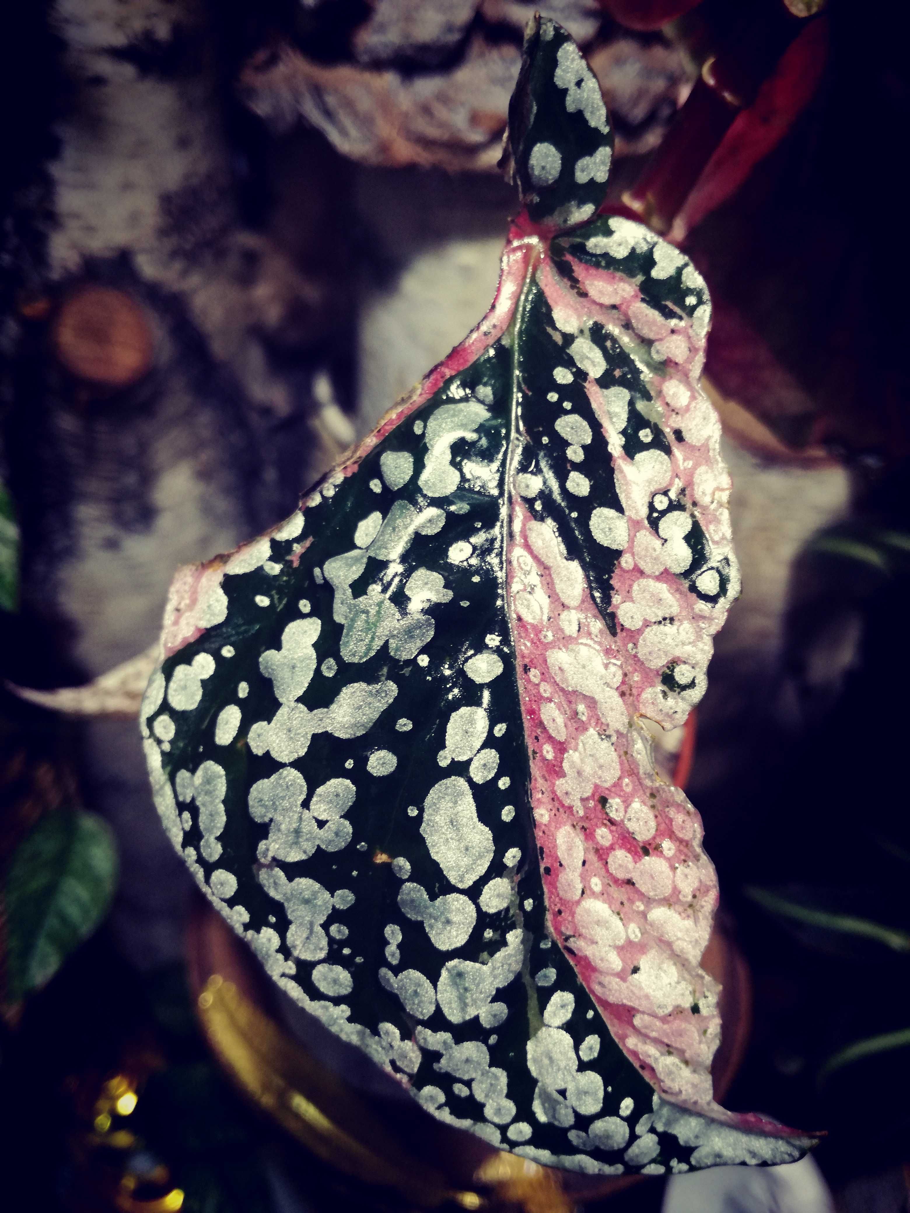 Begonia Snow Capped White Ice Pink Variegata UNIKAT ! monstera philode