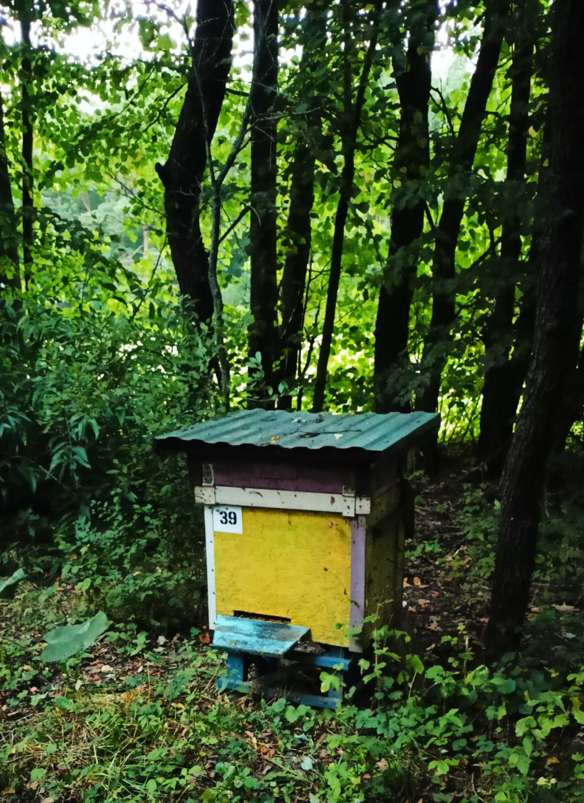Pszczoły ule rodziny pszczele