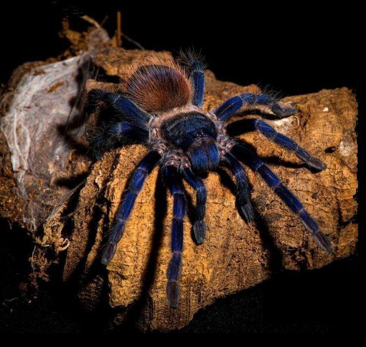 Самцы синего паука птицееда для новичков Pterinopelma sazimai
