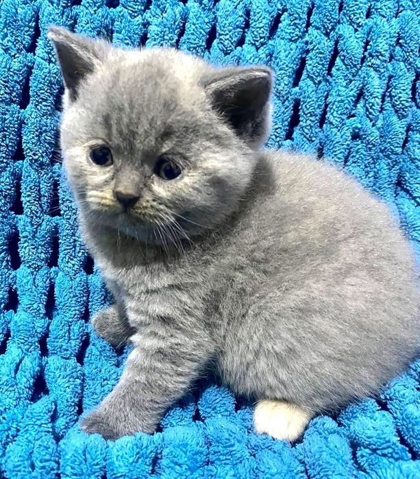 Шотландские котята