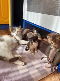 Подарим котенка | Котята, котенок, кошечка | Кошенята Котик кішечка