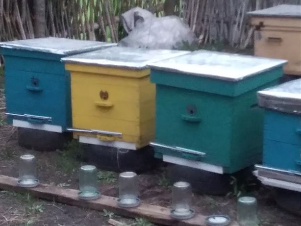 Продам бджіл з вуликами
