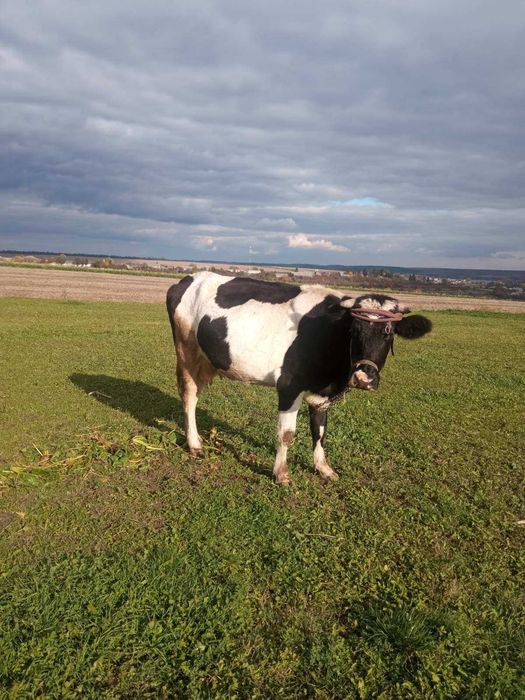 Продам молоду корову