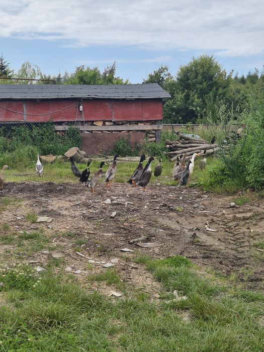 Kaczory biegusy indyjskie