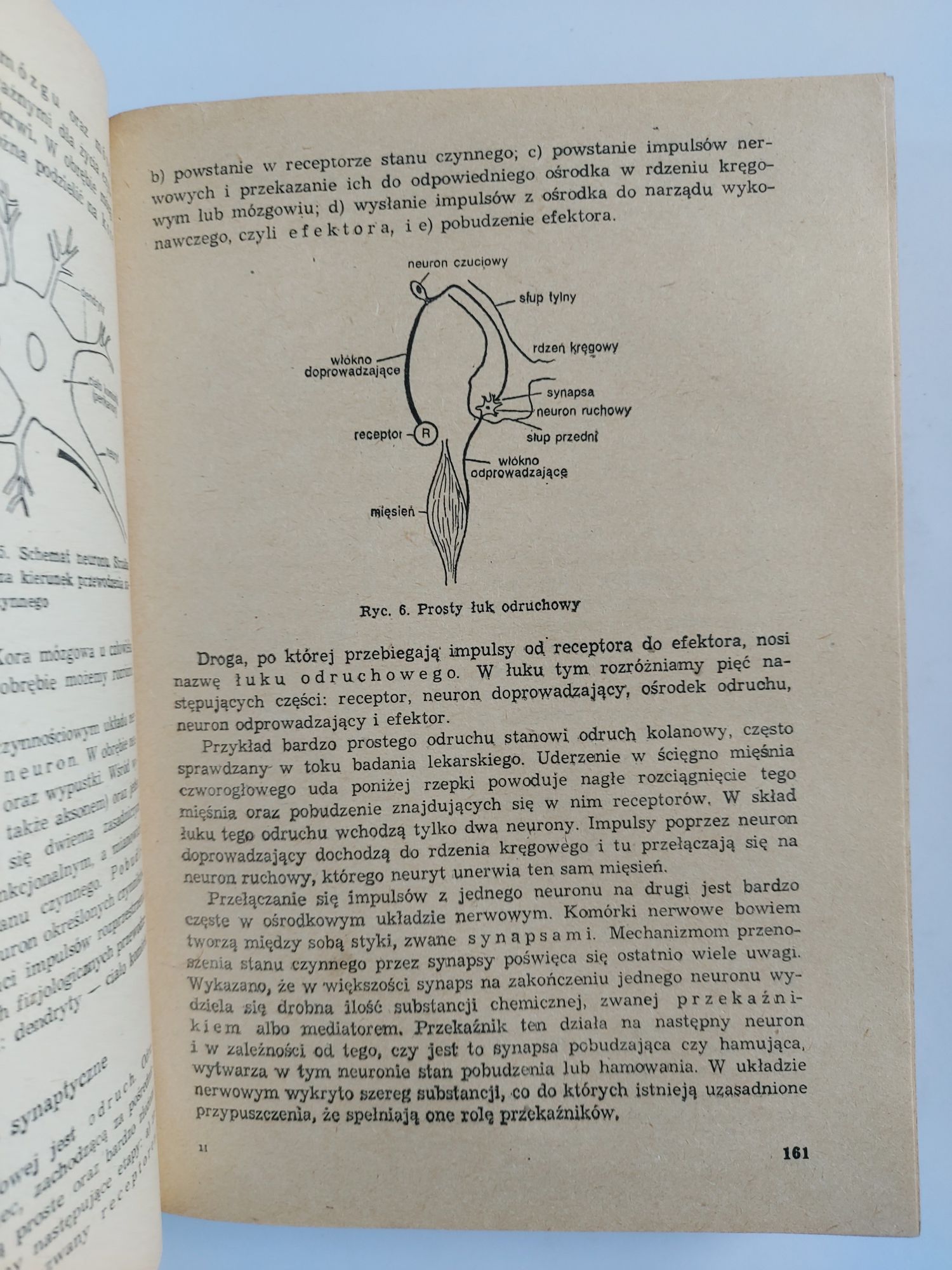 Pedagogika - Podręcznik akademicki