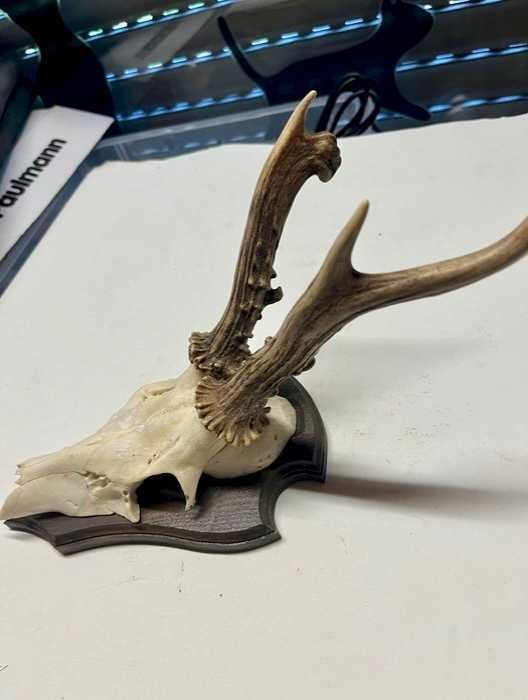 Coleção particular de troféus de caça