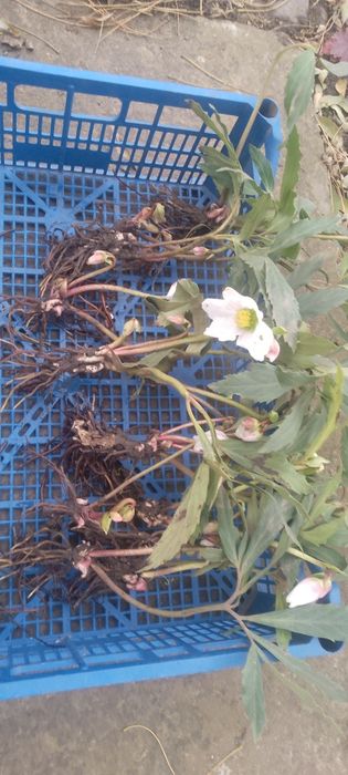 Прдам саджанці морозника