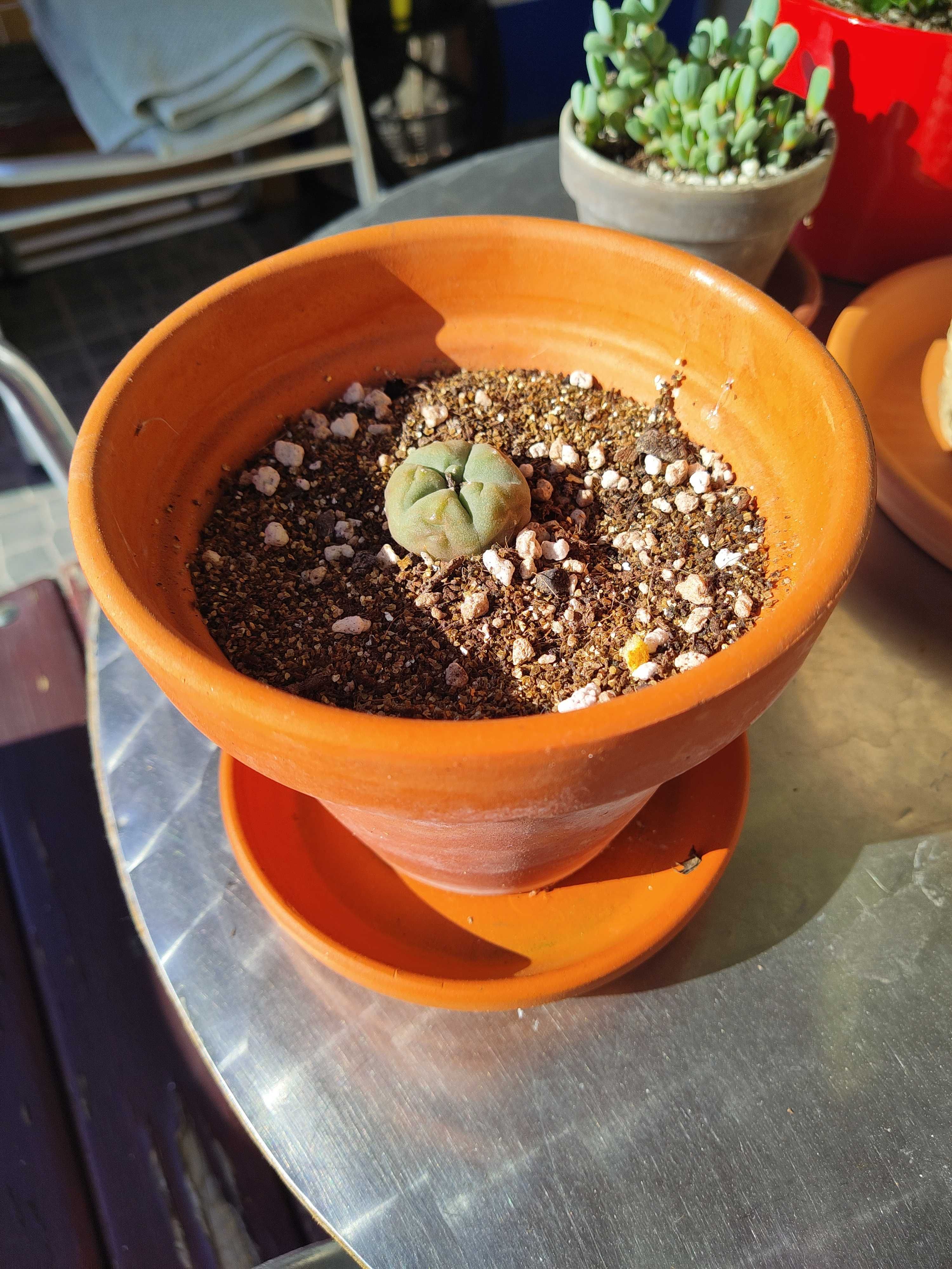 Vaso + prato (peyote_Lophophora williamsii)