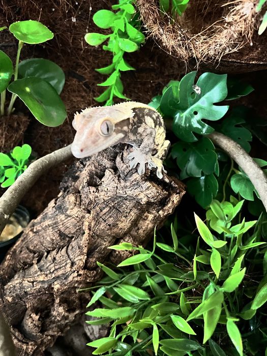 Gekony orzęsione (samiec + samica) z terrariami – komplet