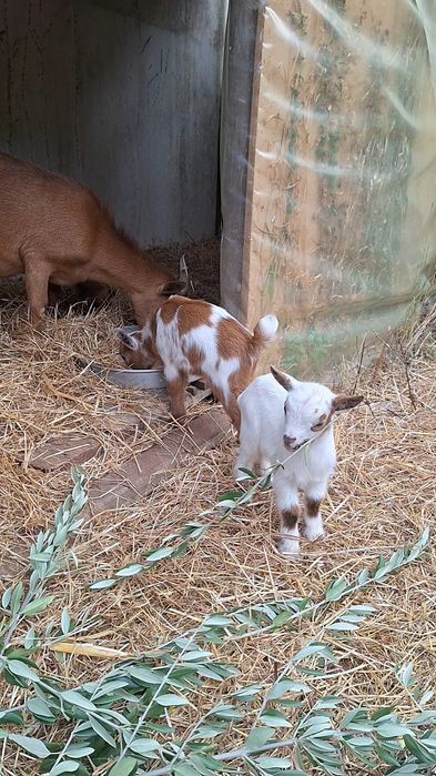 Cabrito branco  anão