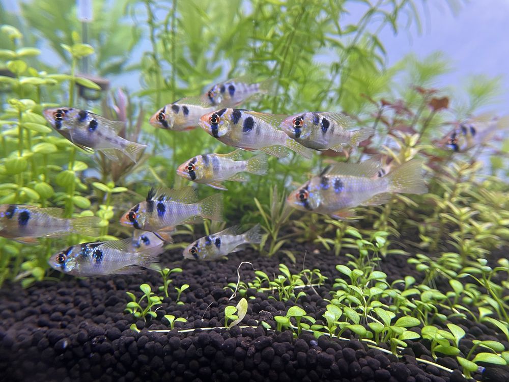 Ramirezis German Blue
